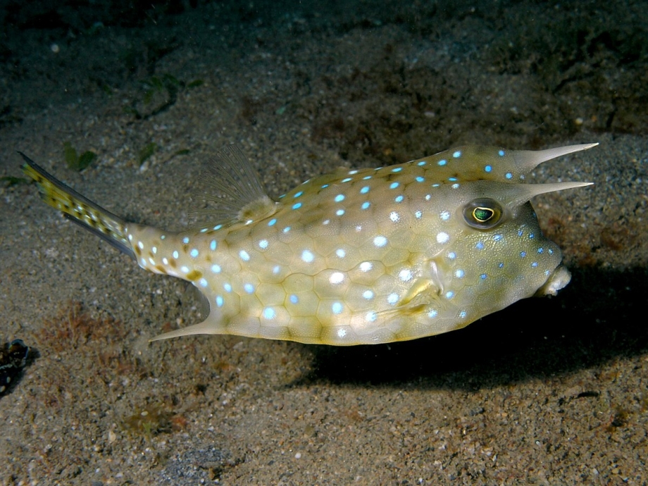 Рыба кузовок красное море