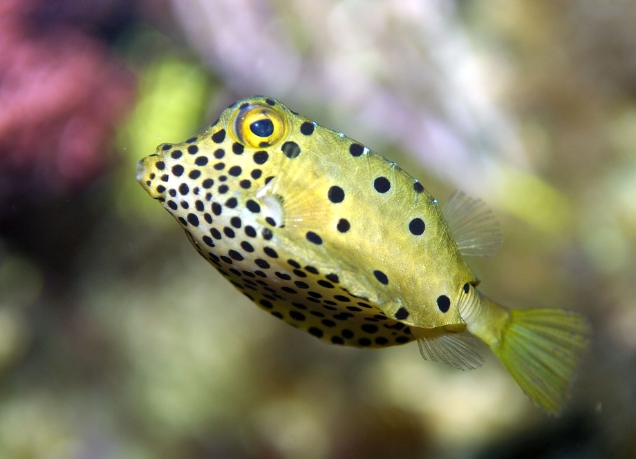 Ostracion cubicus