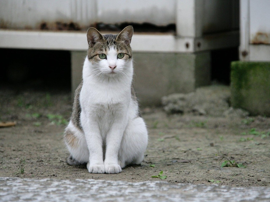Сидячая кошка