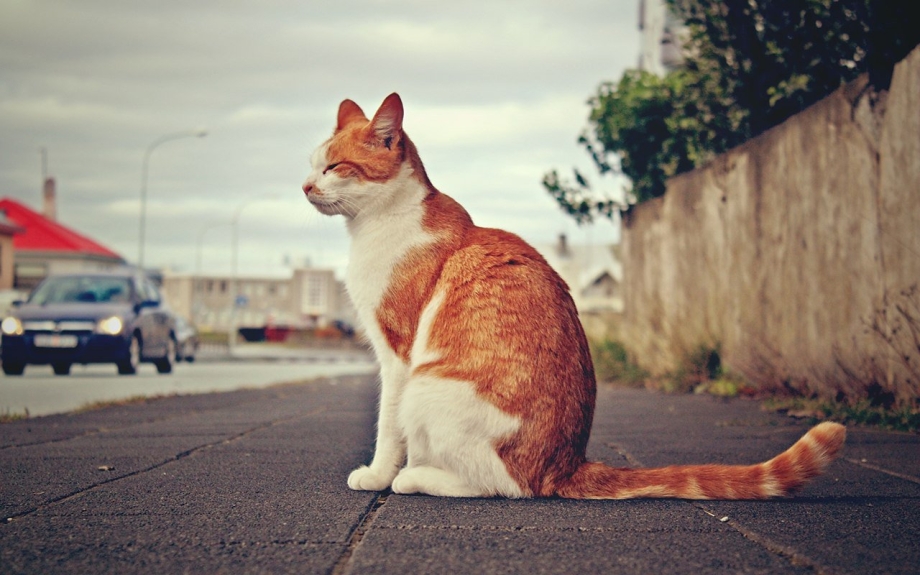 Сидячая кошка