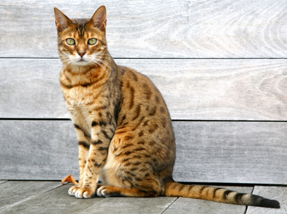 Красивые уличные коты