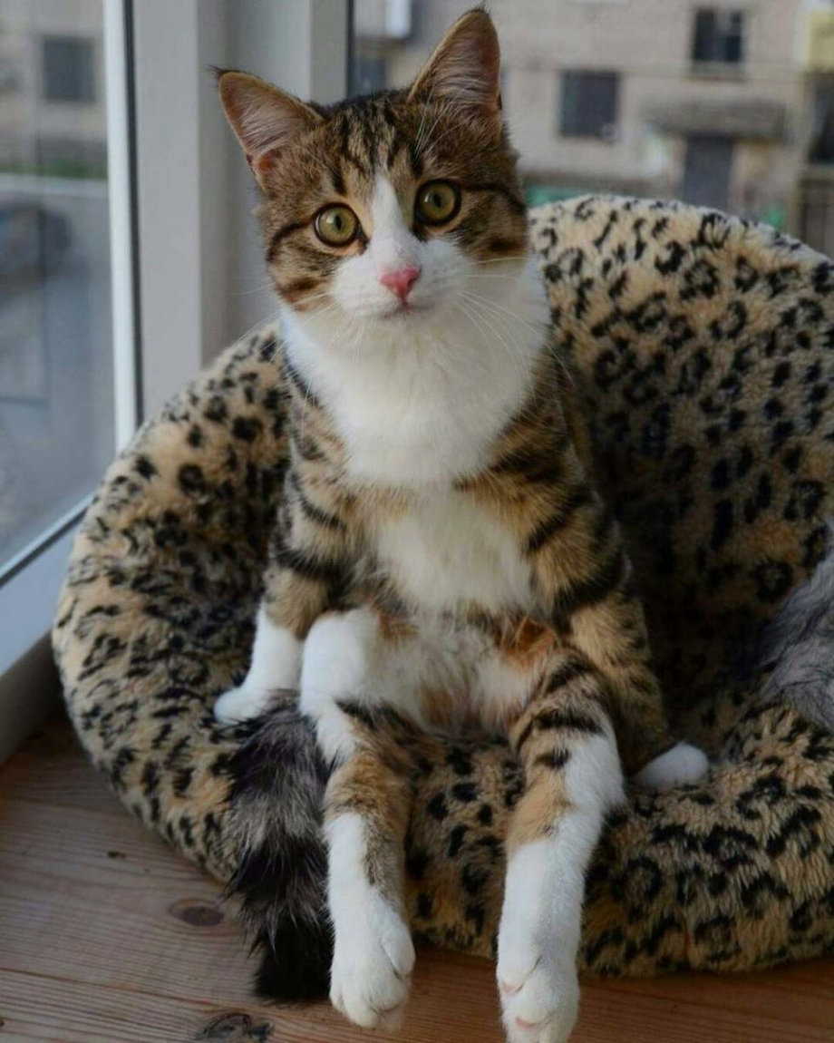 Кот в табуретке