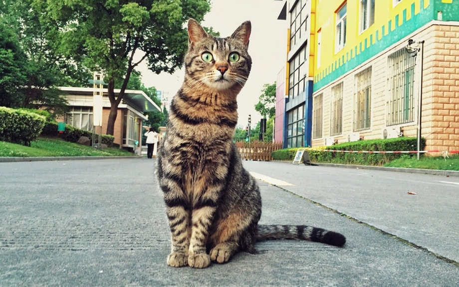 Кошка сидит