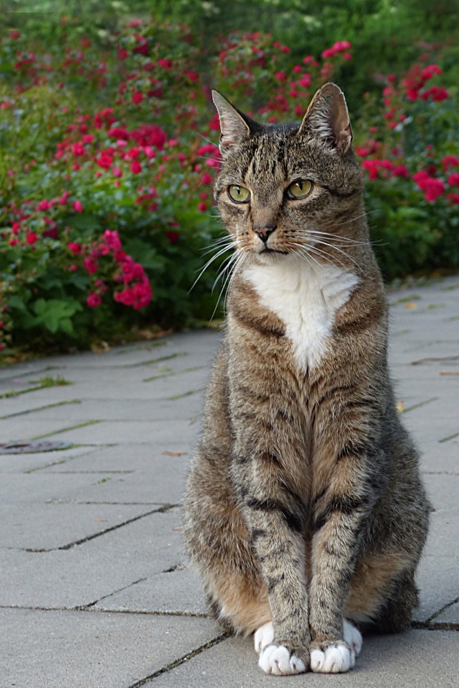 Кошка ест