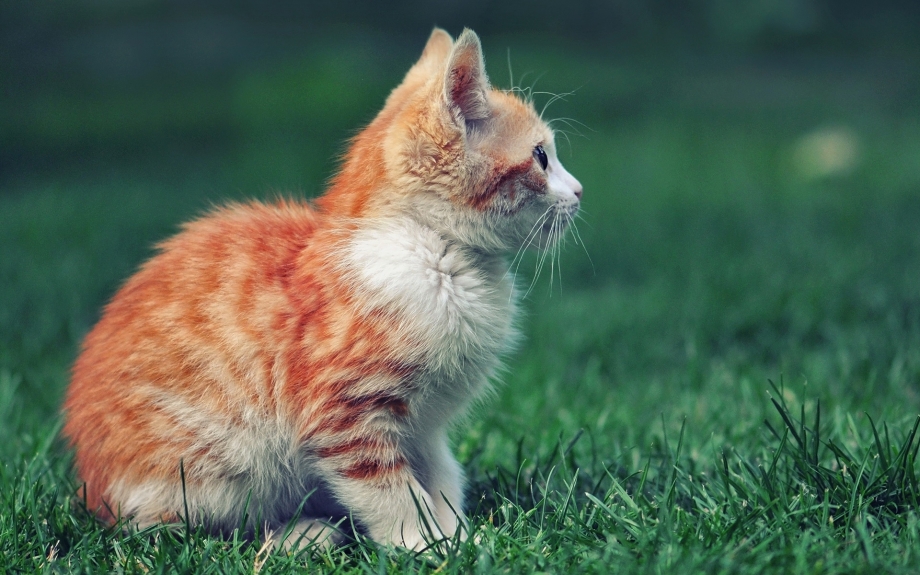 Сидячий кот