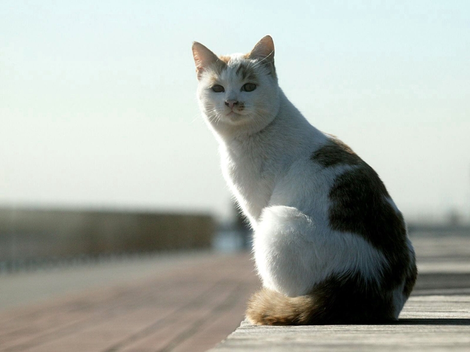 Кошка боком