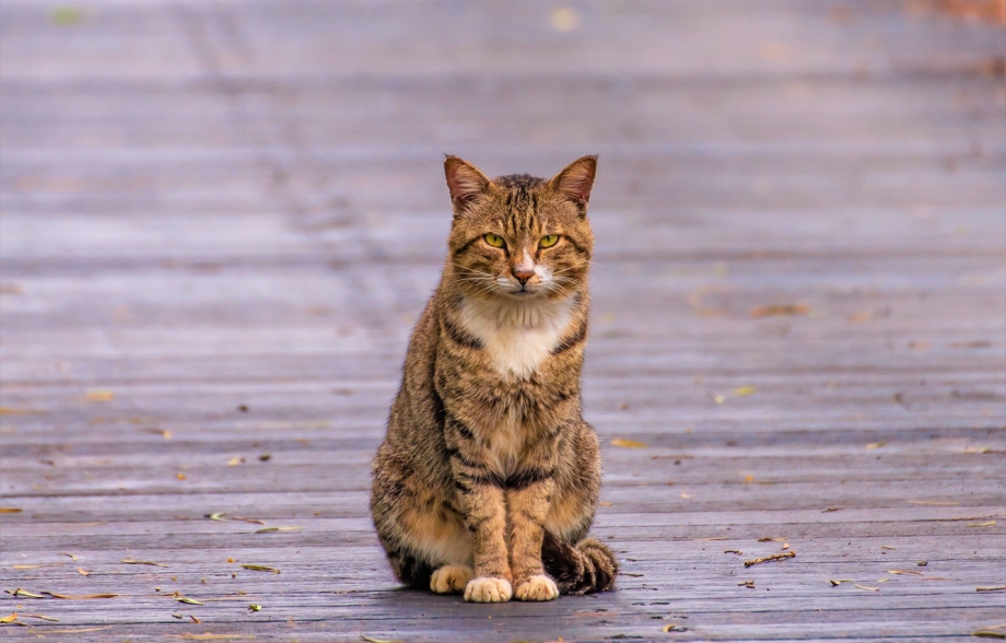 Кошка сидит