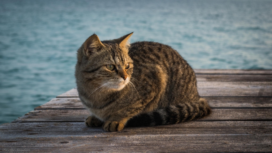 Кот сидит