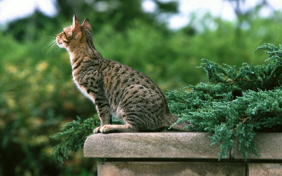Котик сидит