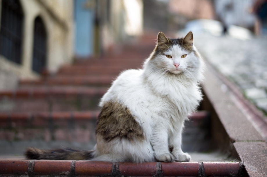 Кот сидит боком