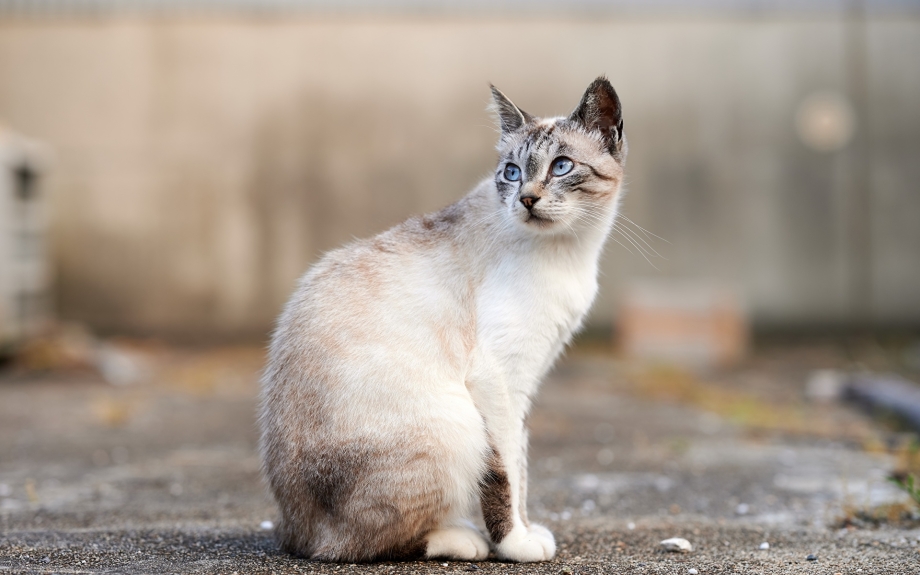 Сидячие коты
