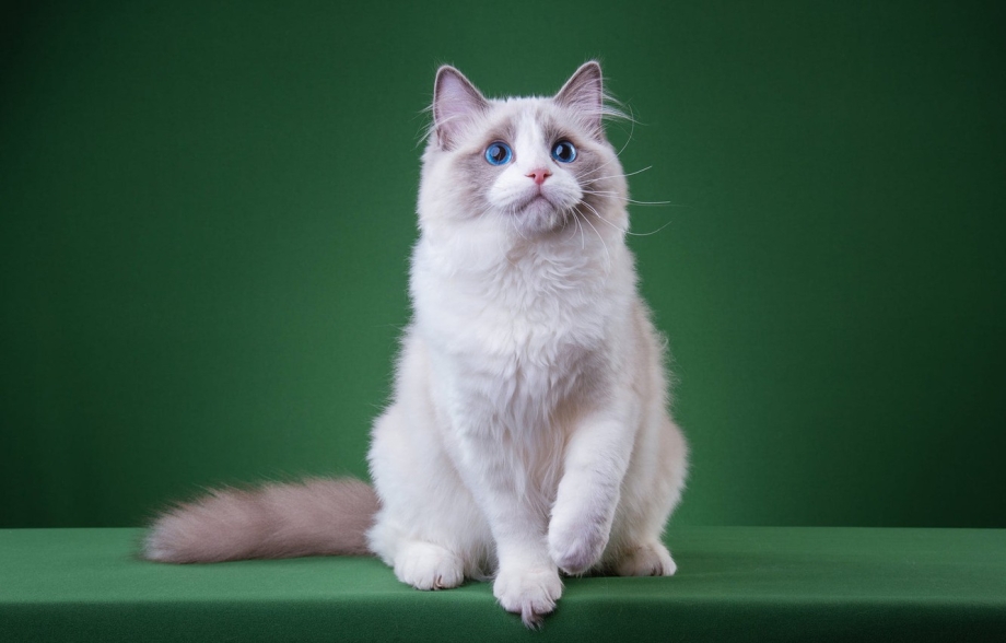 Сидячие коты