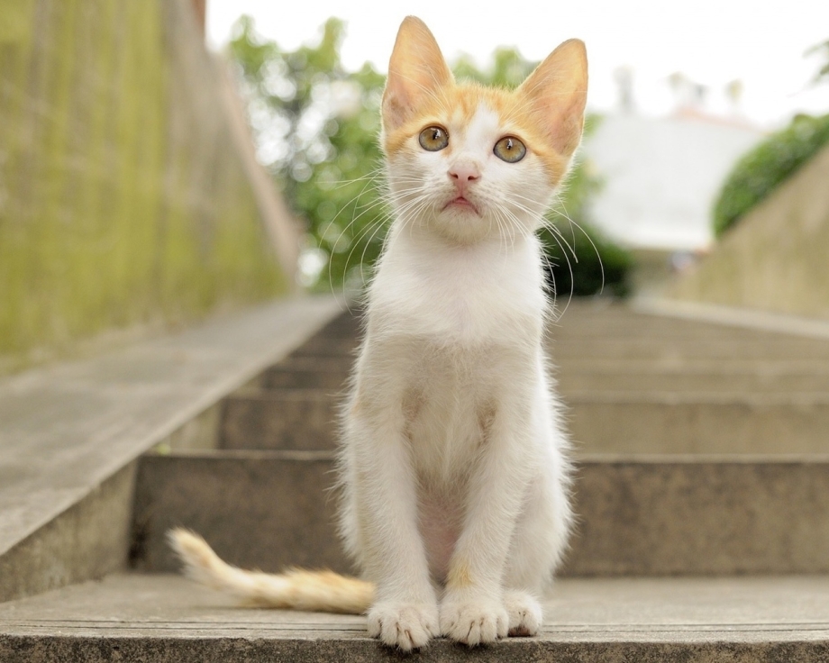 Кошка сидит
