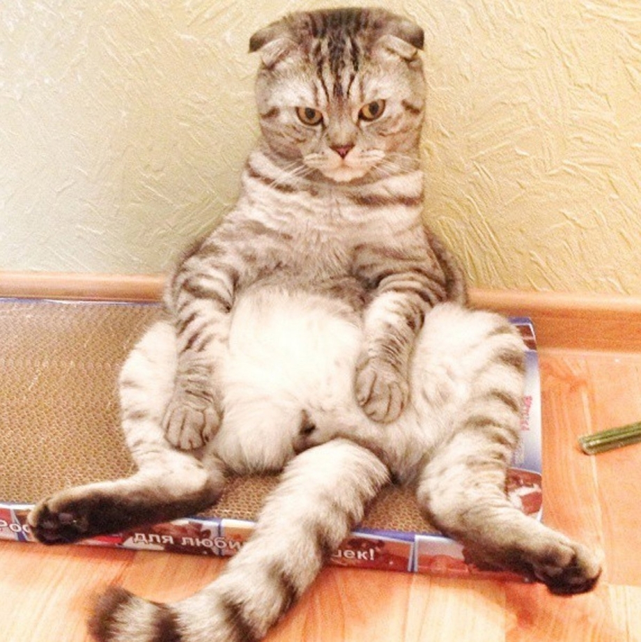 Сидячий кот