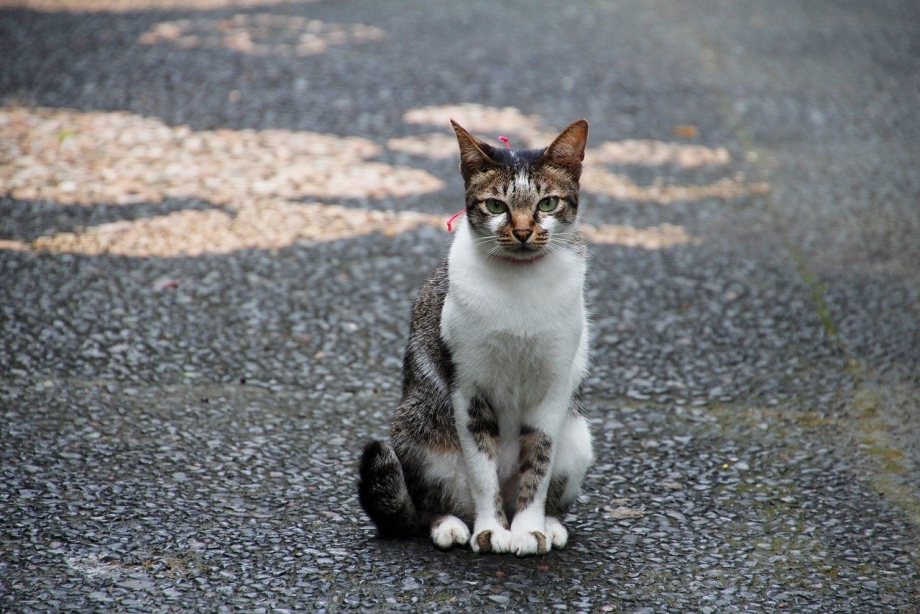 Сидячий кот