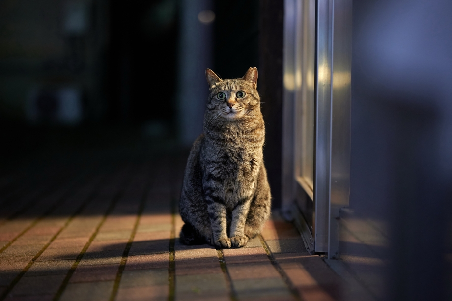 Дом для кошки