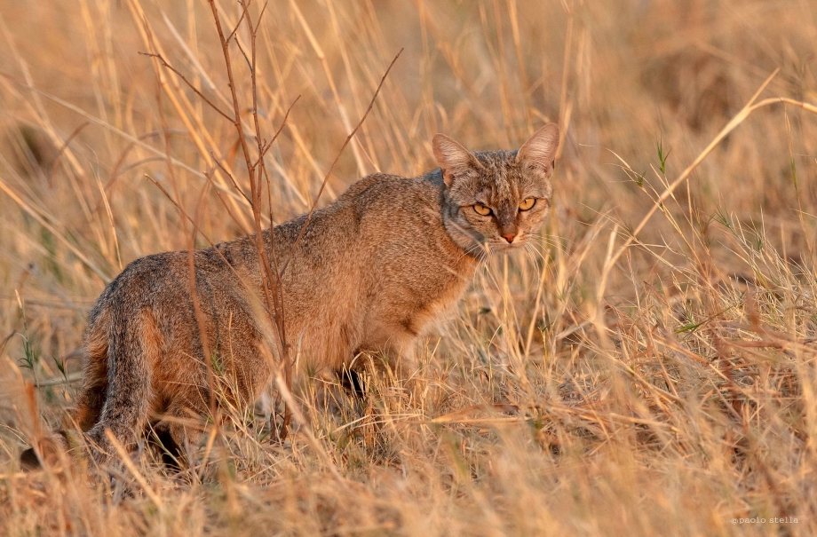 Степной кот Felis Libyca в Оренбургской области
