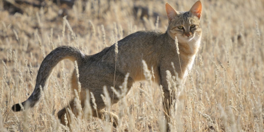 Felis Silvestris Cafra