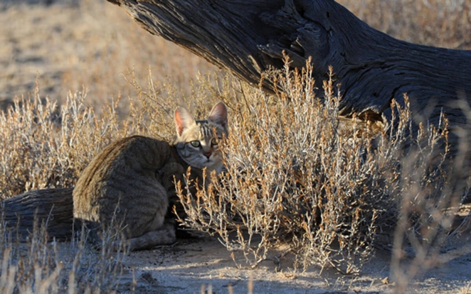 Индийская пустынная кошка (Felis Silvestris Ornata)
