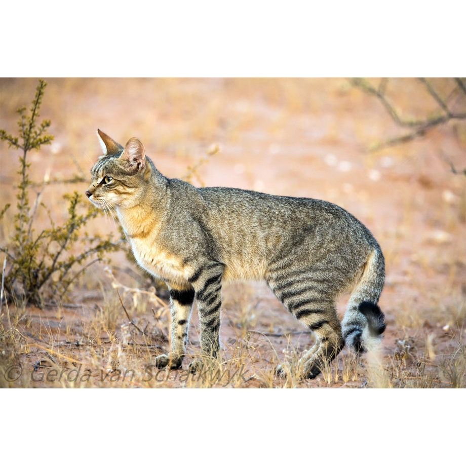 Североафриканская Степная кошка