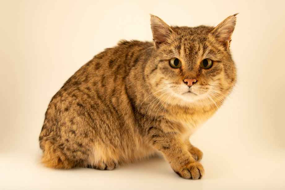 Степной кот Felis Libyca