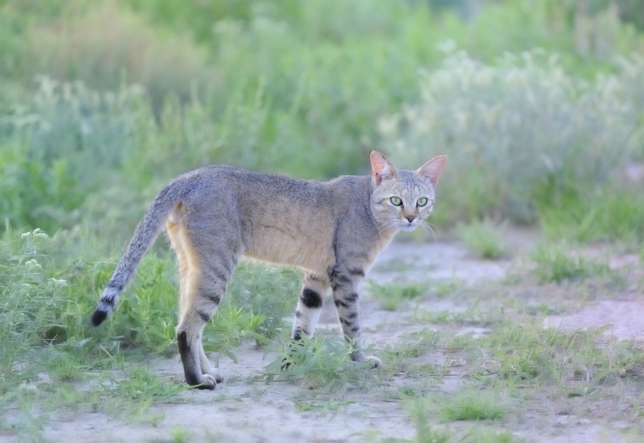 Felis Silvestris lybica