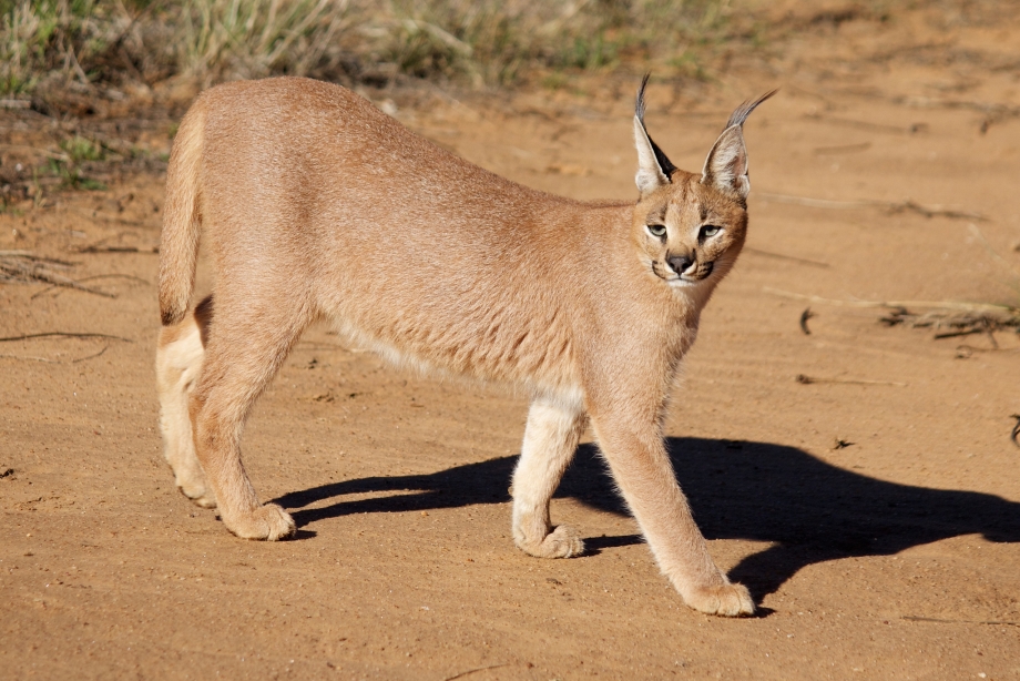 Felis Silvestris Ornata