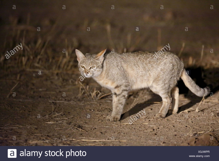 Степной кот (Felis Silvestris lybica)