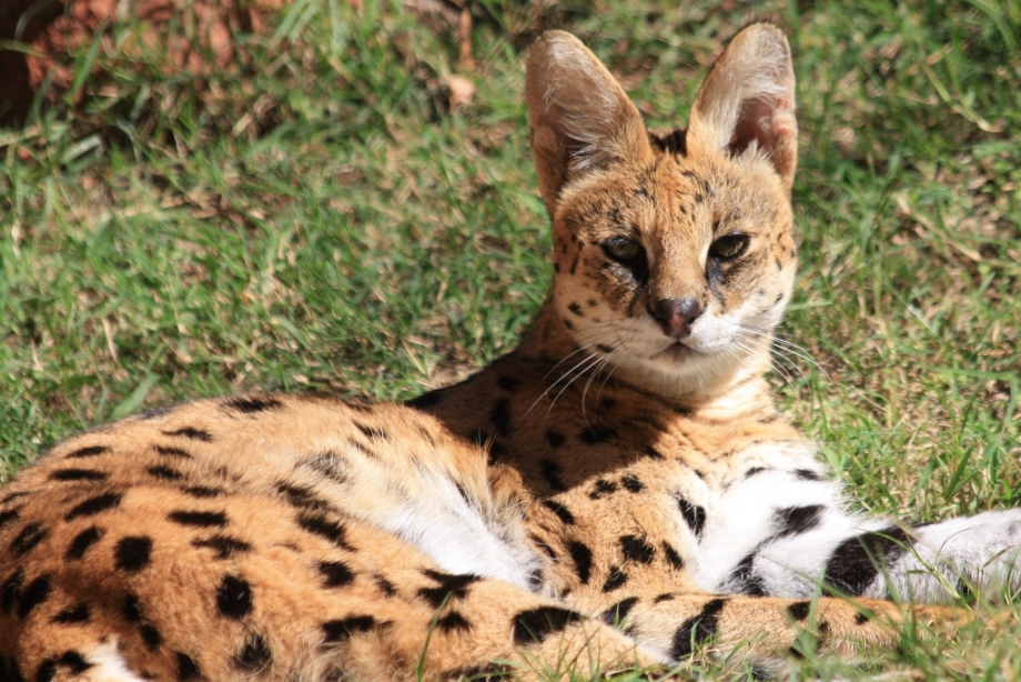 Felis Silvestris lybica