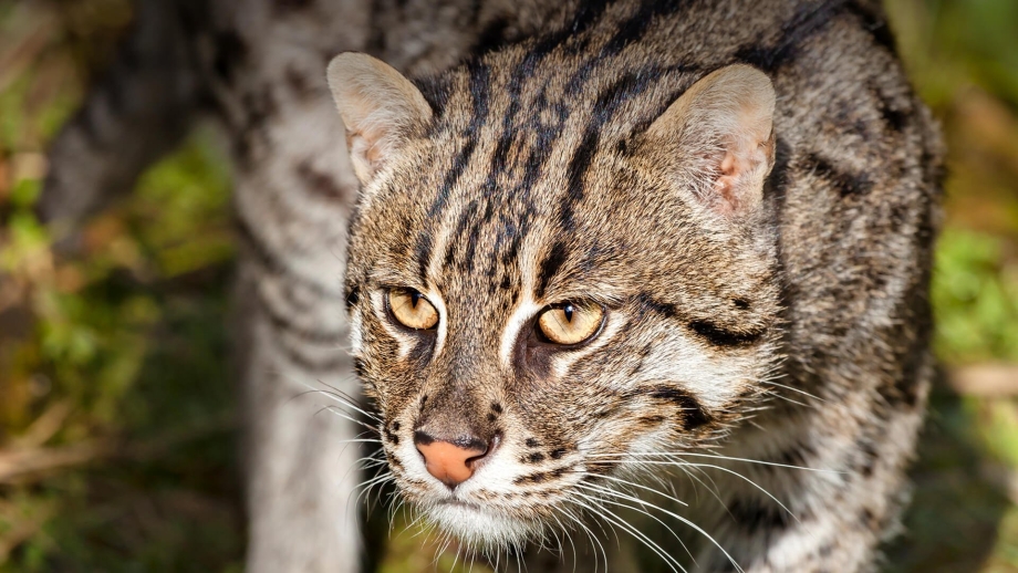 Felis Libyca