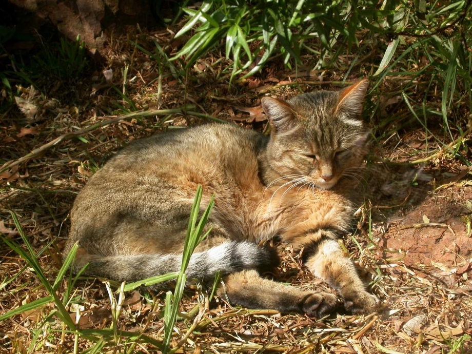 Дикие домашние кошки