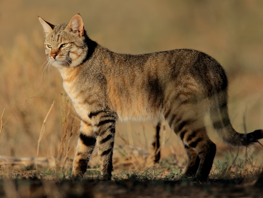 Ливийская Буланая кошка