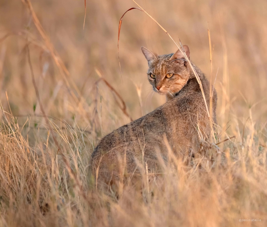 Степной кот Felis Libyca