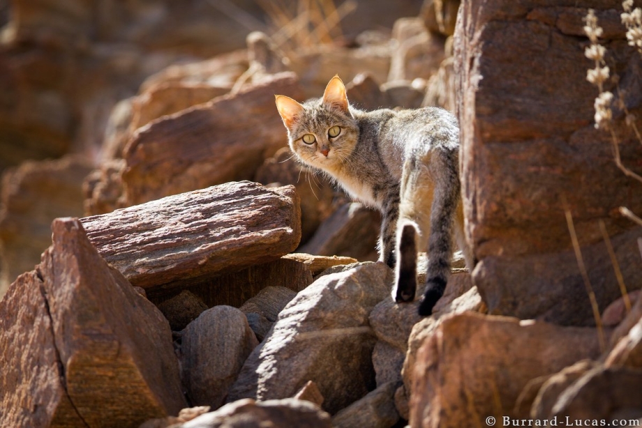 Ливийская Буланая кошка