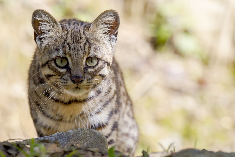 Североафриканская Степная кошка