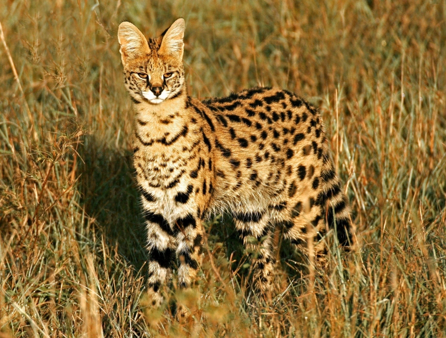 Африканская Дикая кошка (Felis lybica)