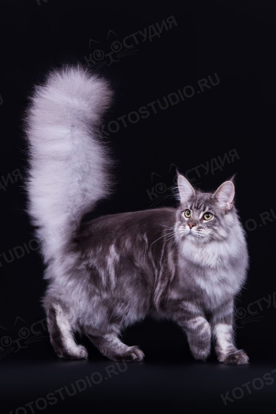 Серебряный табби Мейн кун
