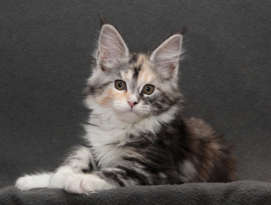 Нарисовать котенка Мейн кун