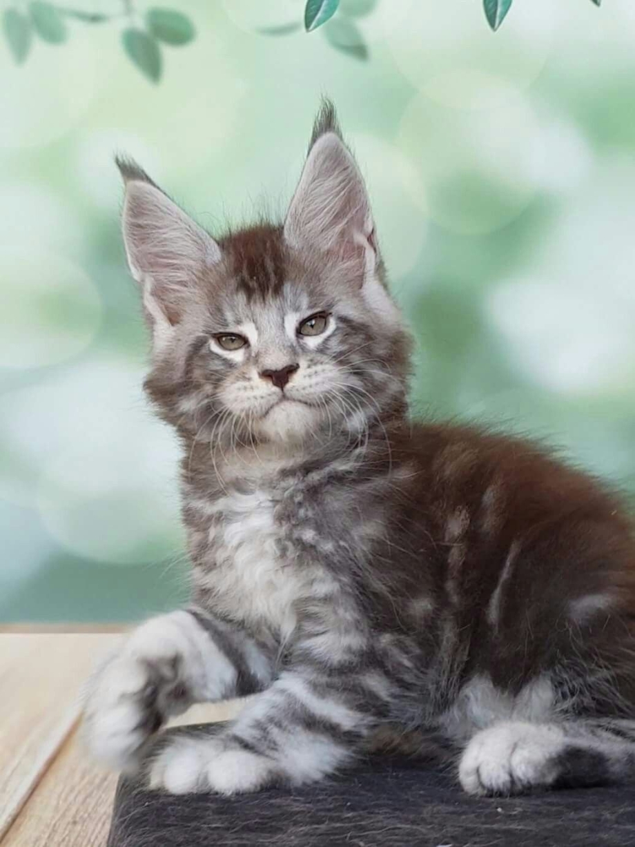 Мейн кун голубой мрамор кошка