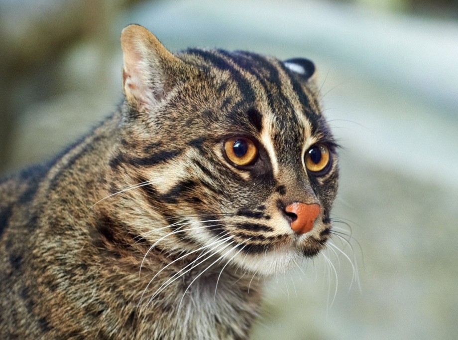 Кошка-рыболов Prionailurus viverrinus