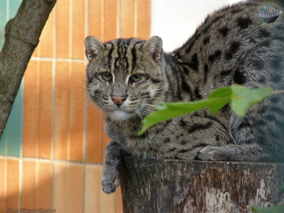 Кот рыболов виверровая кошка