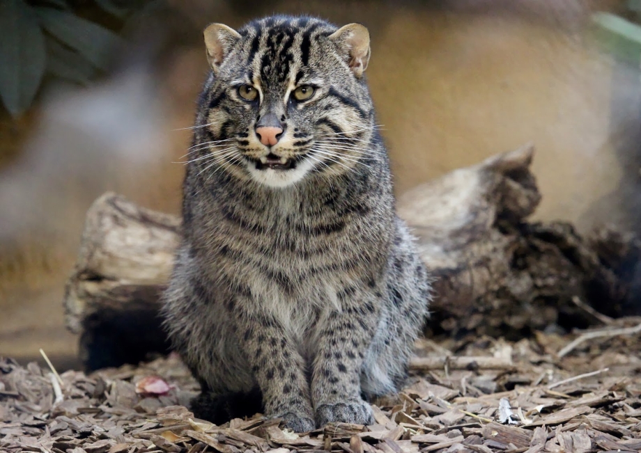 Кот рыболов виверровая кошка