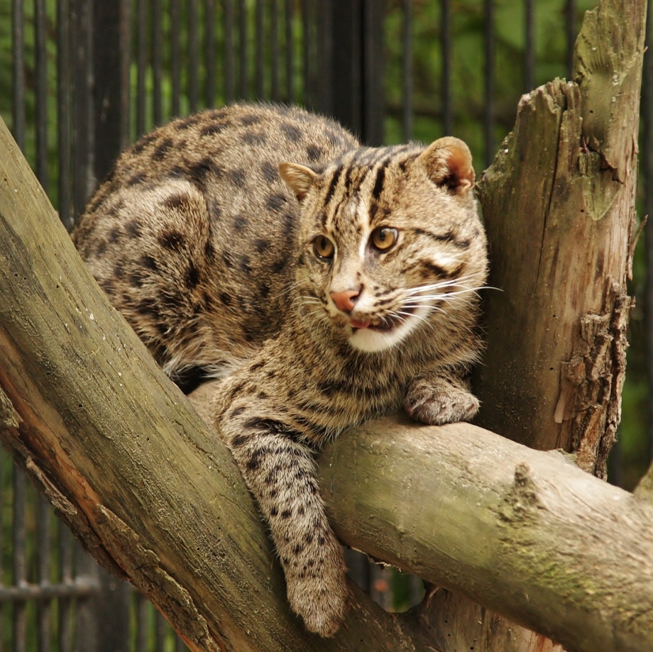 Кот виверровый кот-рыболов