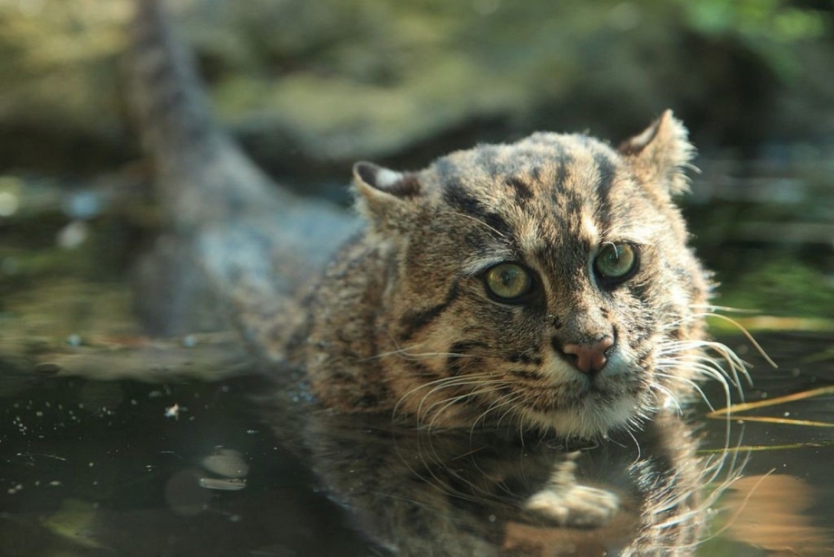 Кот рыболов виверровая кошка