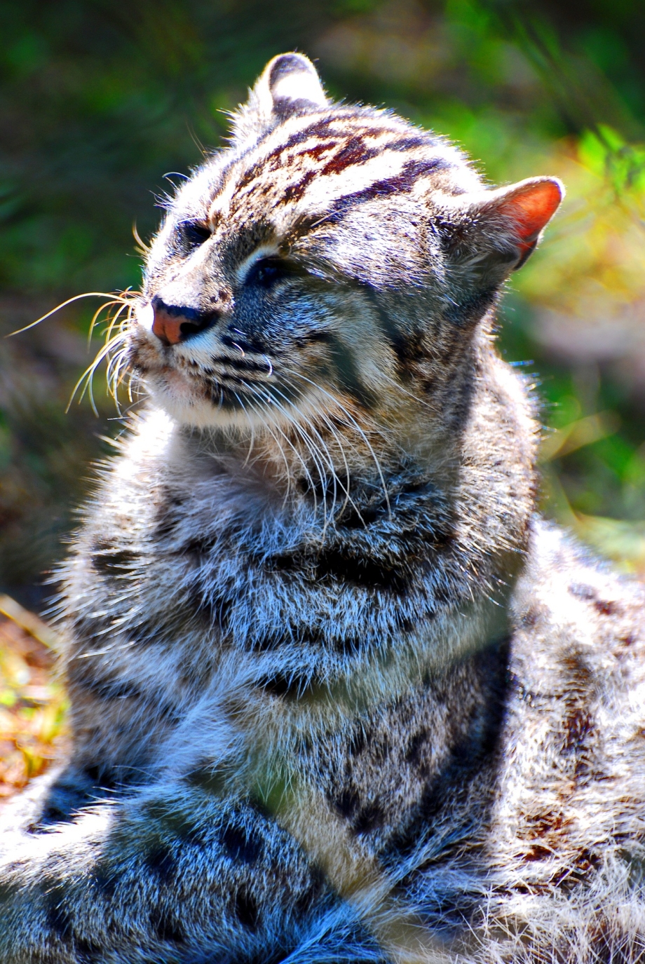 Кошка-рыболов Prionailurus viverrinus