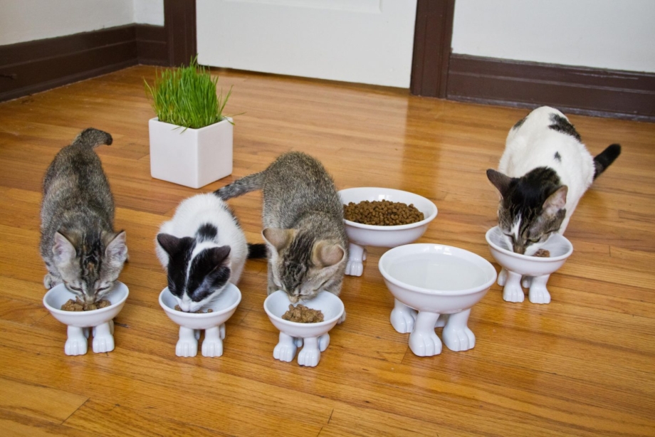 Кошачьи миски на кухне