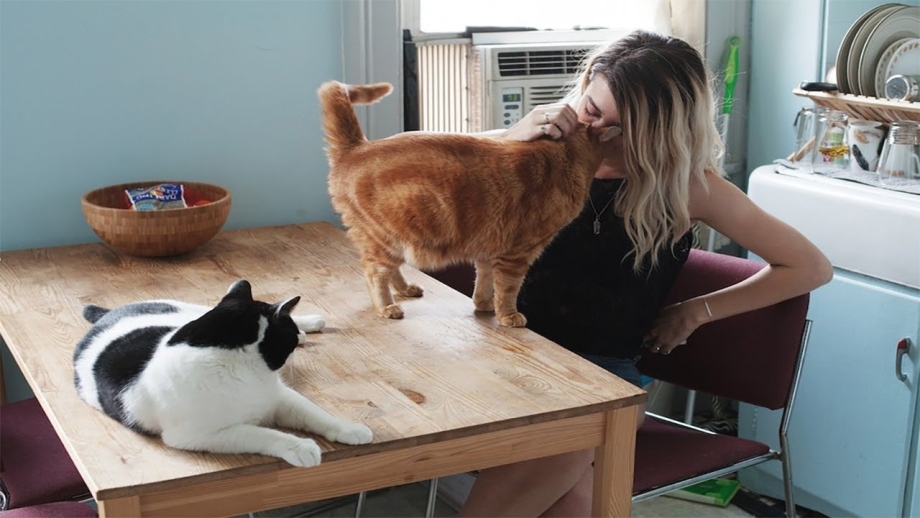 Кошка с хозяйкой