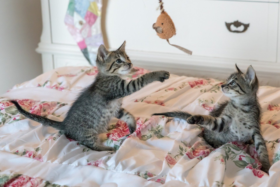 Кошка играется