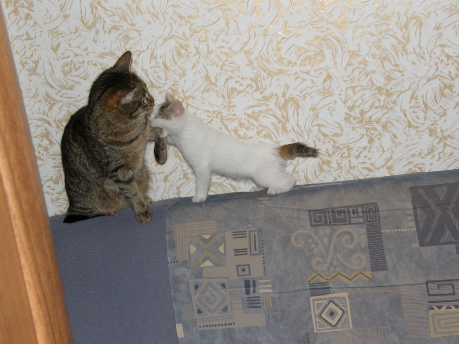 Кошка одна в квартире
