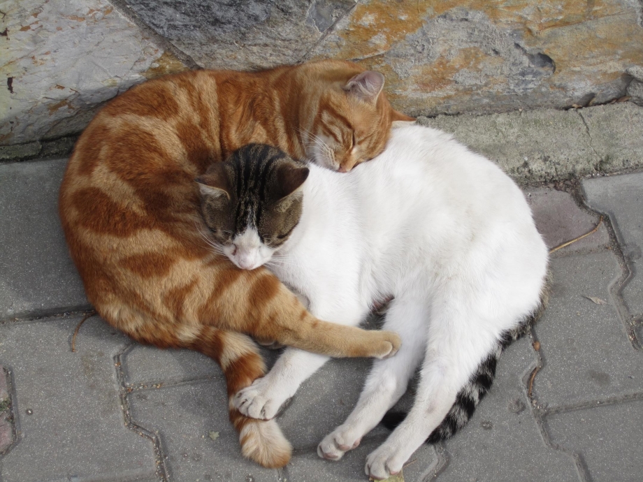 Кот обнимает другого кота